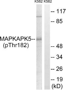 Western blot analysis of lysates from K562 cells treated with Na3VO4 0.3nM 40' using Anti-MAPKAPK5 (phospho Thr182) Antibody. The right hand lane represents a negative control, where the antibody is blocked by the immunising peptide