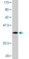 Anti-SLC9A3R1 Mouse Monoclonal Antibody [clone: 2B7]