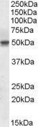 Antibody anti-SEPT6 A82519-100 100 µg