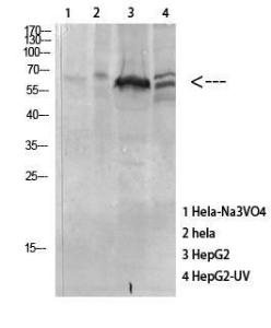 Western blot analysis of various cells using Anti-MAPKAPK5 (phospho Thr182) Antibody