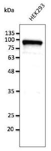 HEK293 cell lysate detected with Anti-Calnexin Antibody at a 1:2,500 dilution. Lysate at 50µg and rabbit anti-goat IgG antibody (HRP) at a 1:10,000 dilution.