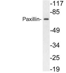 Anti-Paxillin antibody