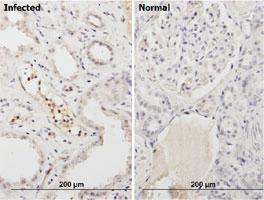 Anti-BKPyVgp4 Mouse Monoclonal Antibody [clone: 5E6]