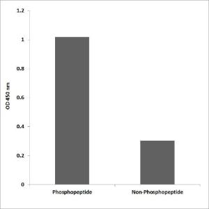 ELISA for immunogen phosphopeptide (left) and non-phosphopeptide (right) using Anti-MAPKAPK5 (phospho Thr182) Antibody