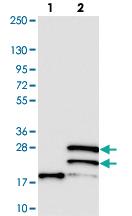 Anti-DOLPP1 Rabbit Polyclonal Antibody