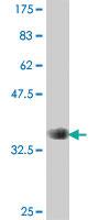 Anti-G2E3 Mouse Polyclonal Antibody