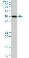 Anti-F3 Mouse Polyclonal Antibody