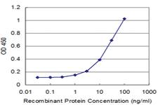 Anti-RPL30 Mouse Monoclonal Antibody [clone: 2A4]