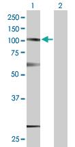 Anti-SUSD2 Mouse Polyclonal Antibody