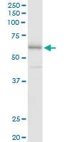 Anti-FSD1 Mouse Polyclonal Antibody