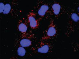 Anti-HCK + SOS1 Antibody Pair