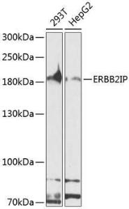 Western blot analysis of extracts of various cell lines, using Anti-Erbin Antibody (A10463) at 1:1000 dilution