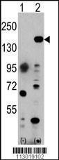 Anti-EHMT1 Rabbit Polyclonal Antibody (FITC (Fluorescein))