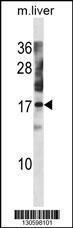 Anti-NXT1 Rabbit Polyclonal Antibody (HRP (Horseradish Peroxidase))