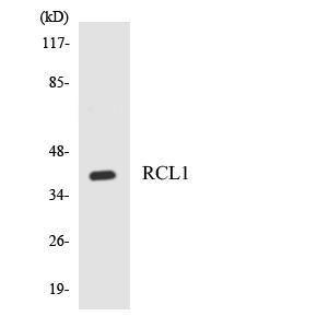 Antibody anti-RCL1 A97945-100 100 µg