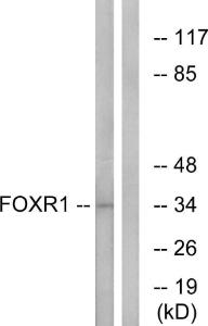 Western blot analysis of lysates from HeLa cells using Anti-FOXR1 Antibody. The right hand lane represents a negative control, where the antibody is blocked by the immunising peptide.