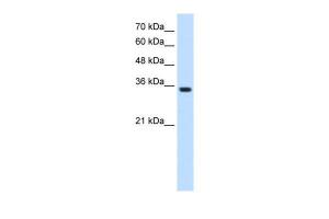 Anti-TRPM5 Rabbit Polyclonal Antibody