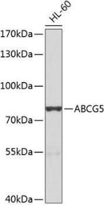 Western blot analysis of extracts of HL-60 cells, using Anti-ABCG5 Antibody (A10465) at 1:1,000 dilution