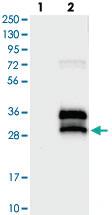 Anti-BRICD5 Rabbit Polyclonal Antibody