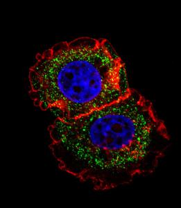 Anti-ESR1 isoform1 Rabbit Polyclonal Antibody (AP (Alkaline Phosphatase))