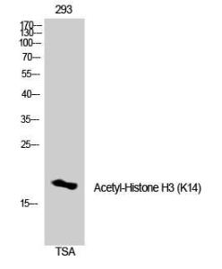 Western blot analysis of 3T3 cells using Anti-Histone H3 (acetyl Lys14) Antibody