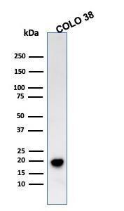 Anti-MelanA antibody