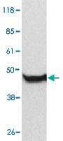 Anti-CAPG Rabbit Polyclonal Antibody