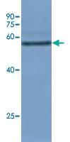 Anti-Os08g0103300 Rabbit Polyclonal Antibody