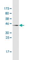 Anti-CYB5R4 Mouse Monoclonal Antibody [clone: 4B8]