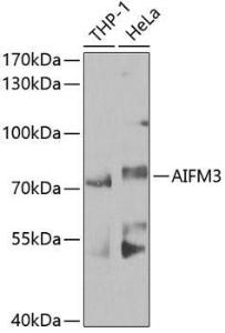 Western blot analysis of extracts of various cell lines, using Anti-AIFM3 Antibody (A10467) at 1:1,000 dilution