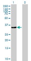 Anti-CRKL Mouse Polyclonal Antibody