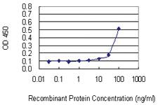 Anti-ZNF253 Mouse Monoclonal Antibody [clone: 1D7]