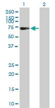 Anti-FSD1 Mouse Polyclonal Antibody