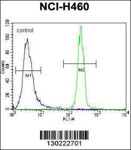 Anti-XYLT1 Rabbit Polyclonal Antibody (APC (Allophycocyanin))