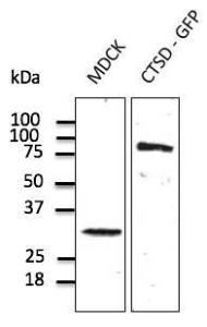 Anti-Cathepsin D Goat Polyclonal Antibody