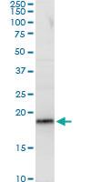 Anti-RPL29 Mouse Polyclonal Antibody