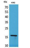 Western blot analysis of K562 cells using Anti-RBP2 Antibody