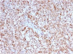 Immunohistochemical analysis of formalin-fixed, paraffin-embedded human spleen using Anti-CD40L Antibody [CD40LG/2763]