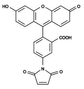 Fluorescein-5-maleim 130 25 mg