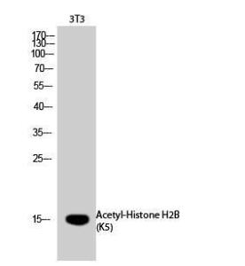 Anti-Histone H2B