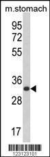 Anti-CDIPT Rabbit Polyclonal Antibody