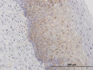 Anti-RPL29 Mouse Polyclonal Antibody