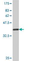 Anti-PLAA Mouse Polyclonal Antibody