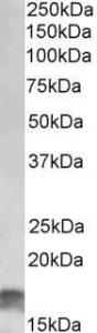 Anti-CDK4I Goat Polyclonal Antibody