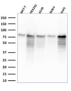 Western blot analysis of MCF-7, HEK-293, A549, SK-BR-3, and HeP2 cell lysates using Anti-MCM7 Antibody [MCM7/2832R]