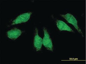 Anti-CRKL Mouse Polyclonal Antibody