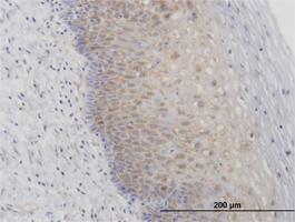 Anti-RPL29 Mouse Polyclonal Antibody