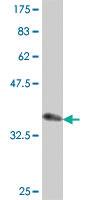 Anti-CTNND2 Mouse Polyclonal Antibody