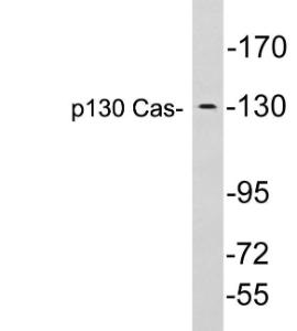 Antibody anti-P130 CAS 100 µg