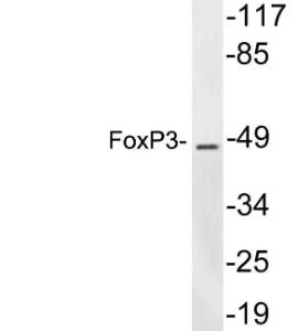 Antibody anti-FOXP3 A99099-100 100 µg